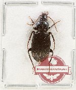 Carabidae sp. 5B