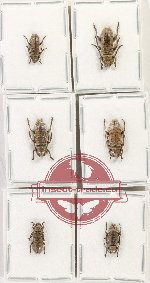 Scientific lot no. 321 Cerambycidae (Apomecyna spp.) (6 pcs)