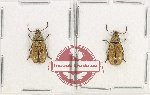 Dasciliidae Scientific lot no. 13 (2 pcs)