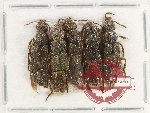 Scientific lot no. 174 Staphylinidae (5 pcs)