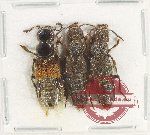 Scientific lot no. 173 Staphylinidae (3 pcs)