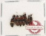 Scientific lot no. 169 Staphylinidae (7 pcs)