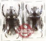 Xylotrupes mniszechi
