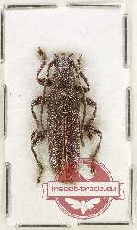 Ceresium cribrum Holz., 1991