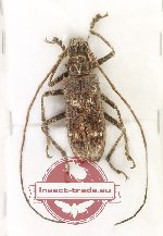 Potemnemus sp. 8