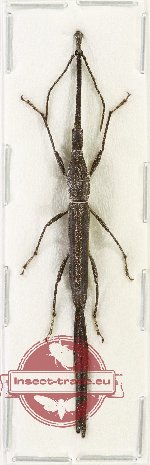 Brenthidae sp. 34 (A2)