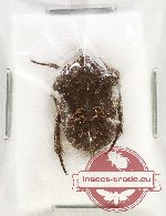 Protaetia (Pseudourbania) zuzanae (A-)