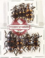 Scientific lot no. 205 Erotylidae (7 pcs A-)
