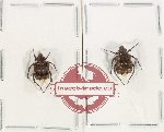 Scientific lot no. 46 Valginae (2 pcs)
