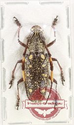 Omocyrius jansoni
