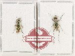 Scientific lot no. 82 Cicindelidae (2 pcs A2)
