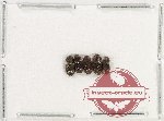 Scientific lot no. 940 Coprophaga (5 pcs)