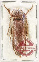 Elateridae sp. 48 (A-)