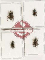 Helotidae Scientific lot no. 42 (4 pcs A, A-, A2)