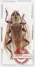 Aprosictus fuscus (A2)