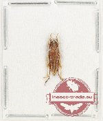 Glenea sp. 54 (A2)