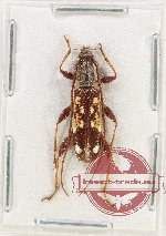 Coptocercus sp. 8