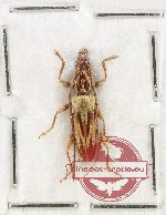 Derolydnus bisulcatus