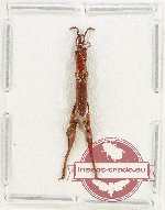 Brenthidae sp. 32