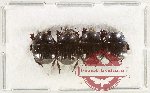 Scientific lot no. 117 Histeridae (4 pcs)