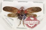 Cercopidae sp. 45 (A2)