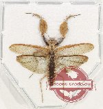 Scientific lot no. 25 Mantidae (1 pc)