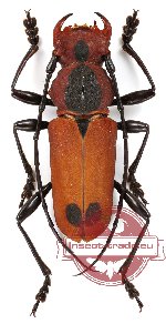 Euryphagus maxillosus Olivier, 1795 (5 pcs)