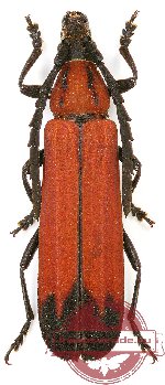 Erythrus sp. 12 (5 pcs)