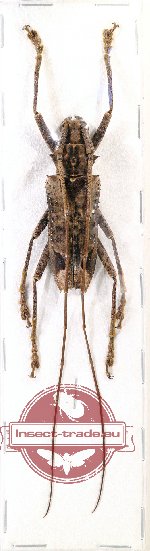 Potemnemus sp. 3 Potemnemus sp. 3