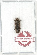 Coraebus bilyi Kubáň, 1996