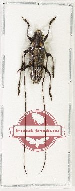 Lamiinae sp. 74 Lamiinae sp. 74