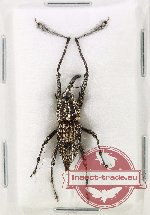 Curculionidae sp. 163
