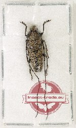 Cerambycidae sp. 109