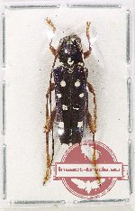 Glenea sp. 56 (A2) Glenea sp. 56 (A2)