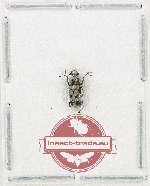 Anthribidae sp. 28 (A2)