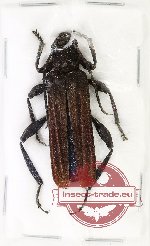 Hexamitodera semivelutina (A2) Hexamitodera semivelutina (A2)