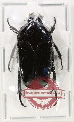 Ischiopsopha (s.str.) obiensis Ischiopsopha (s.str.) obiensis