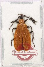 Pyrochroidae sp. 9 (A2)