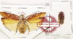 Scientific lot no. 124 Blattodea (2 pcs A2)