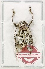 Lamiinae sp. 71 (A2) Lamiinae sp. 71 (A2)