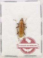 Cerambycidae sp. 108 Cerambycidae sp. 108