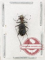 Cylindera sp. 4