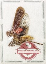 Desaduba psiltacus