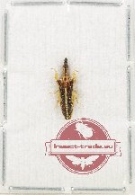 Heteroptera sp. 86