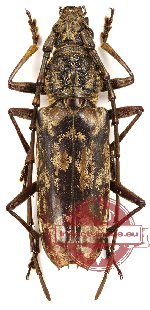 Aeolesthes sp. 2 (A-)