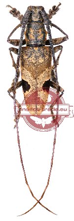 Paraleprodera insidiosa