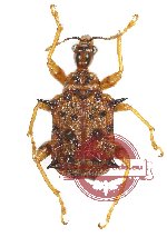 Attelabidae sp. 7