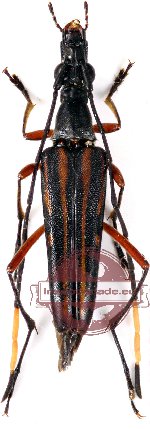 Parastrangalis distinguenda (A-) Parastrangalis distinguenda (A-)