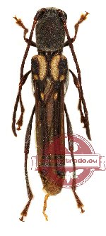 Thranius multinotatus Thranius multinotatus