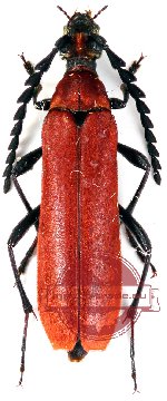 Ephies coccineus Ephies coccineus